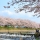 瑞梅寺川河畔の桜を見てきたよ ―― 池田川桜まつり
